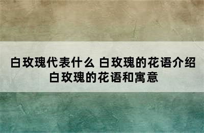 白玫瑰代表什么 白玫瑰的花语介绍 白玫瑰的花语和寓意